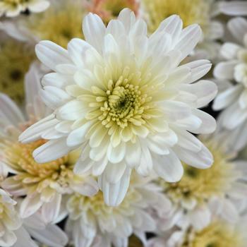 Chrysanthemum x morifolium 'Milkshake Coconut White' 