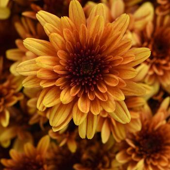 Chrysanthemum x morifolium 'Milkshake Papaya Orange' 