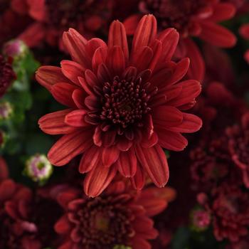 Chrysanthemum x morifolium 'Milkshake Strawberry Red' 