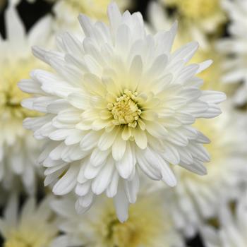 Chrysanthemum x morifolium 'Tribeca White'