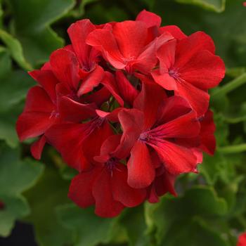 Pelargonium 'Dark Red Improved' 