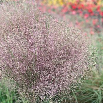 Muhlenbergia reverchonii 'Rosy' 