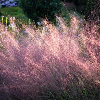 Muhlenbergia capillaris 'Ruby' 