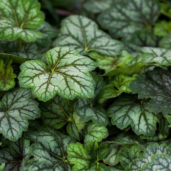 Heuchera americana 'Marvelous Marble™'