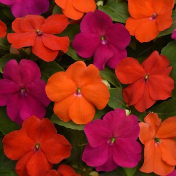 Impatiens walleriana 'Sanibel Mix' PPAF