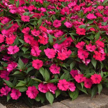 Impatiens 'Magenta Bliss' 