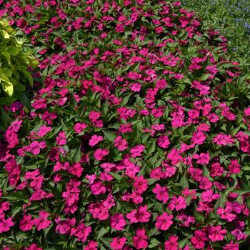 Impatiens 'Neon Purple' 