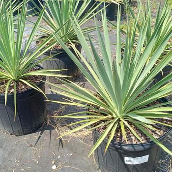 Yucca flaccida 'Blue Sentry' 