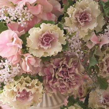 Brassica oleracea 'Crane Ruffle Bicolor'