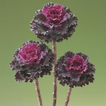 Brassica oleracea 'Crane Ruffle Red'