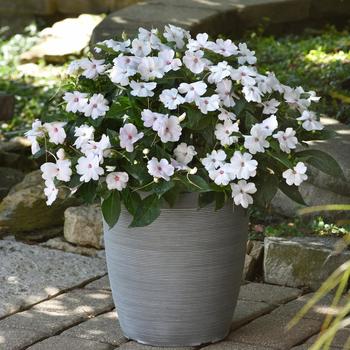 Impatiens 'White Shimmer' 