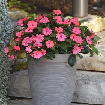 Impatiens 'XL Salmon Glow' 