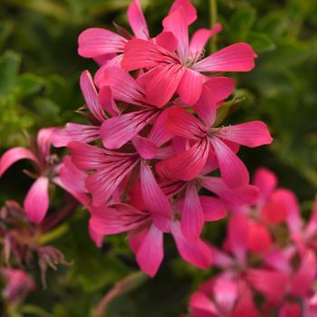 Pelargonium peltatum 'Decora Pink Eye'