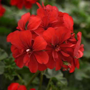 Pelargonium peltatum 'Red Improved' 