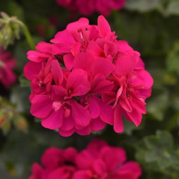 Pelargonium peltatum Focus™ 'Rose Improved'