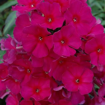 Phlox paniculata 'Fireball Red' 