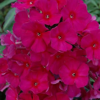 Phlox paniculata 'Red' 