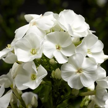 Phlox paniculata 'Snow White' 