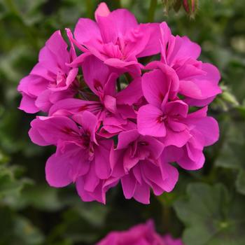 Pelargonium peltatum Focus™ 'Shocking Blue'