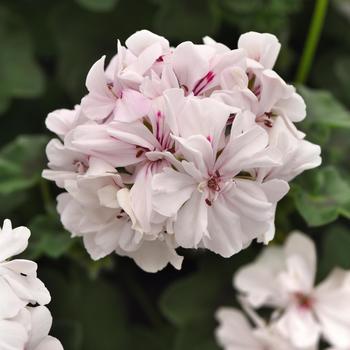 Pelargonium peltatum 'White' 