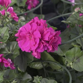 Pelargonium peltatum 'Purple' 