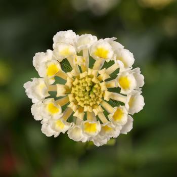 Lantana camara 'White Improved' 