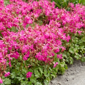 Geranium x cantabrigiense 'Intense' 