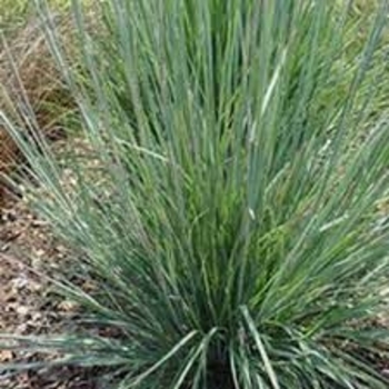 Panicum virgatum 'Prairie Dog' PP32736