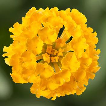 Lantana camara Bandito™ 'Yellow Improved'