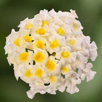 Lantana camara 'White' 