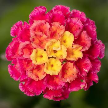 Lantana camara