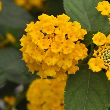 Lantana camara 'Gold' 