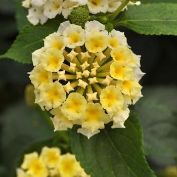 Lantana camara 'White Improved' 