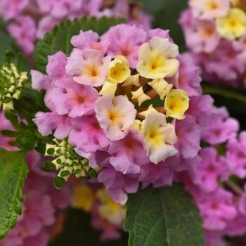 Lantana camara 'Lavender' 