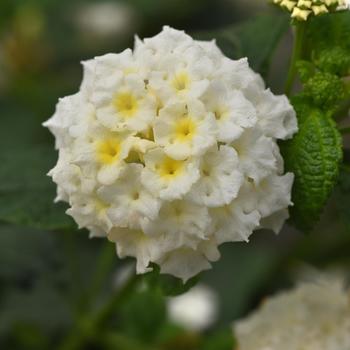 Lantana camara 'White Improved' 