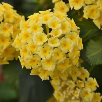 Lantana camara Shamrock™ Butterscotch Glow