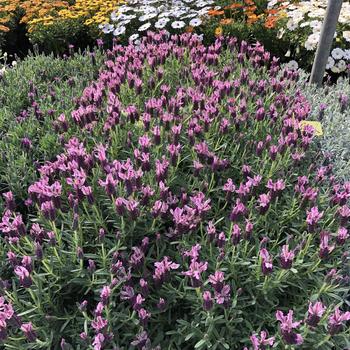 Lavandula stoechas 'Compact Dark Pink' 