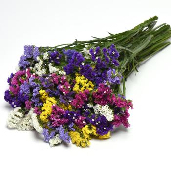 Limonium sinuatum 'QIS Mix Improved'