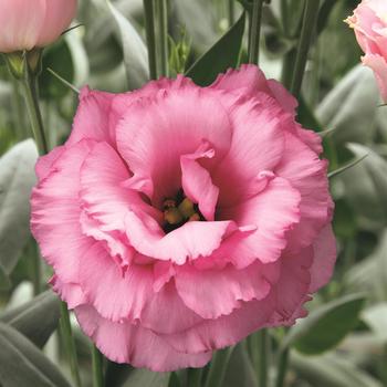 Eustoma grandiflorum 'Arena 3 Rose'