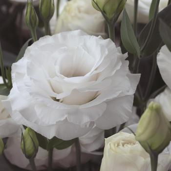 Eustoma grandiflorum 'Arena 3 White'