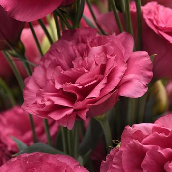 Eustoma grandiflorum 'Can Can Carmine Rose'