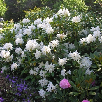 Rhododendron 'Chionoides' 
