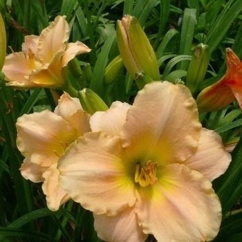Hemerocallis 'Cranberry Baby' 