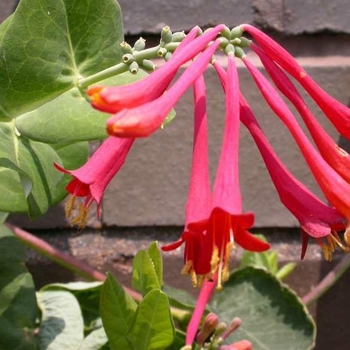 Lonicera sempervirens 'Alabama Crimson' 