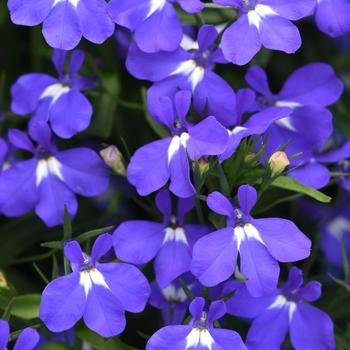 Lobelia Early Springs™ 'Blue'