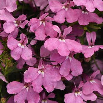 Lobelia 'Pink' 