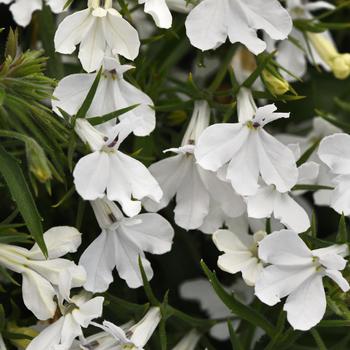 Lobelia 'White Improved' 