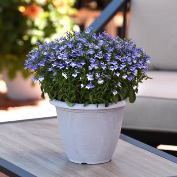 Lobelia erinus 'Compact Blue Bay' 