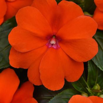 Impatiens hawkeri 'Orange Improved' 