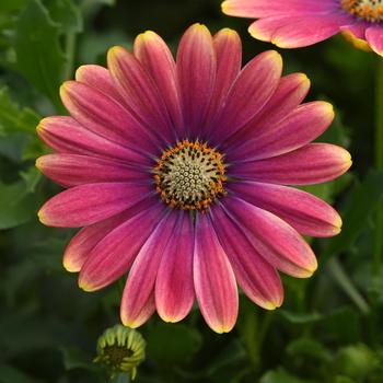 Osteospermum 'Pink Sun' 